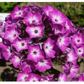 Флокс Phlox Purple Eye Flame